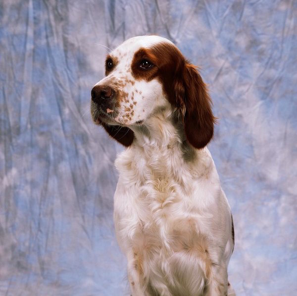 Irish Red and White Setter, Bloom,color,coat,standard