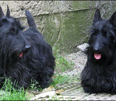 Scottish Terrier,Kay Summersby, Dwight Eisenhower