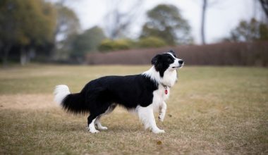 Border Collie, mascot,New Mexico State University,Striking,Agility