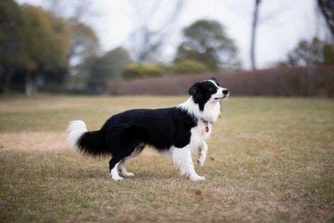 Border Collie, mascot,New Mexico State University,Striking,Agility
