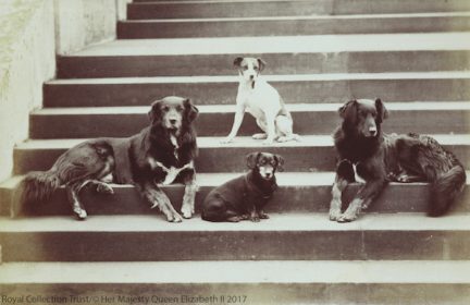Queen Victoria,Irish Terrier, Skye Terrier, Dachshund, Pug, King Charles Spaniel, Scotch Terrier, Pomeranian, Greyhound, Deerhound,Collie,railway dog,
