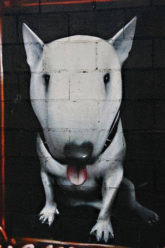 grafitti,Bull Terrier