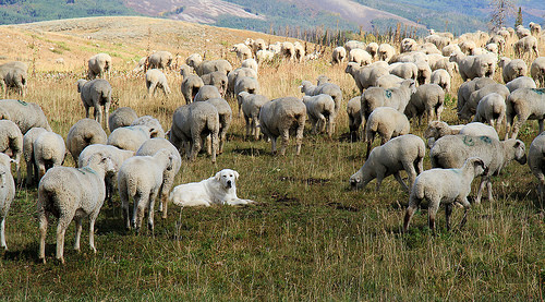 Maremma Sheepdog,LGD,Maremmano-Abruzzese,,Livestock Guardian Dog,Abruzzese