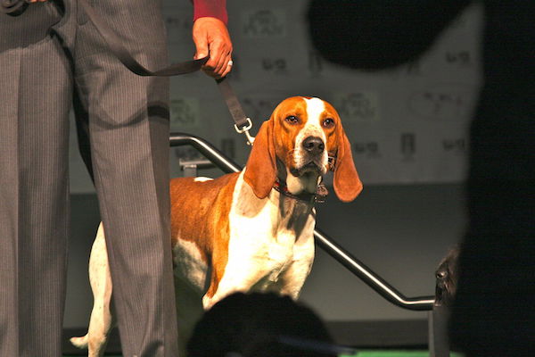 American English Coonhound,English Fox and Coonhound