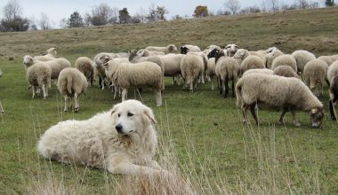 Maremma Sheepdog,LGD,Maremmano-Abruzzese,,Livestock Guardian Dog,Abruzzese