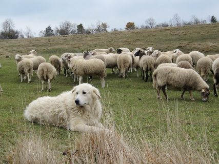 Maremma Sheepdog,LGD,Maremmano-Abruzzese,,Livestock Guardian Dog,Abruzzese