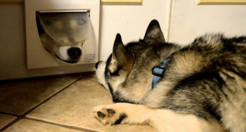 Siberian Husky,cat door