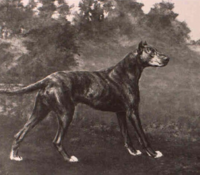 Great Dane,history,name,Reichhund,Deutche dogge,le Grande Danois,Deutche Dogge, Georges-Louis Leclerc, Comte de Buffon