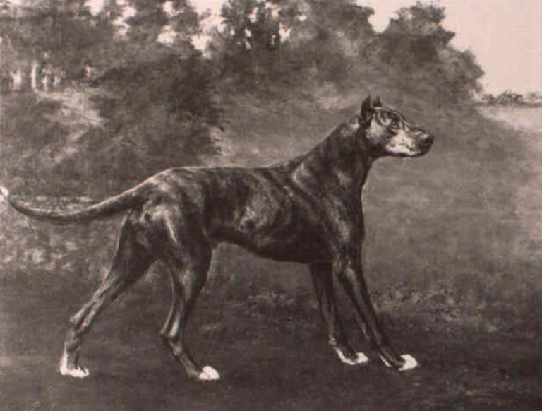 A Brief Snippet of Great Dane History