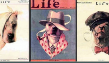 Pit Bull, Life Magazine,Staffordshire Terrier, American Staffordshire Terrier,Staffordshire Bull Terrier,American Bull Terrier,Bully, Bull Terrier