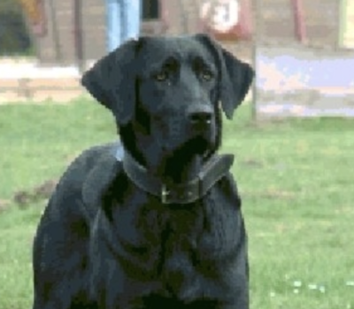 Portuguese Cattle Dog,Cao De Castro Laboreiro,bark, LGD,Livestock Guardian Dog