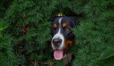 Bernese Mountain Dog,Glen Shadow,Garden & Gun magazine