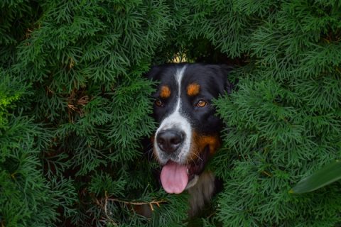 Bernese Mountain Dog,Glen Shadow,Garden & Gun magazine