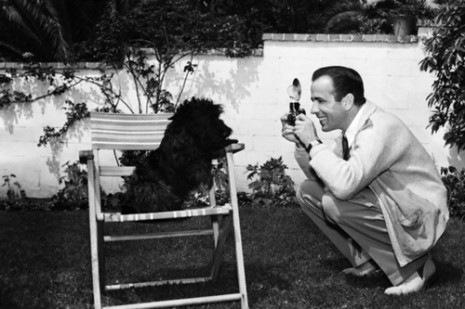 Scottish Terrier, Humphrey Bogart,Lauren Becall,Boxer,Newfoundland,