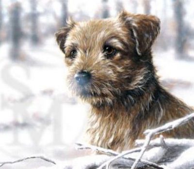 Border Terrier,TV,Commercial,movies.