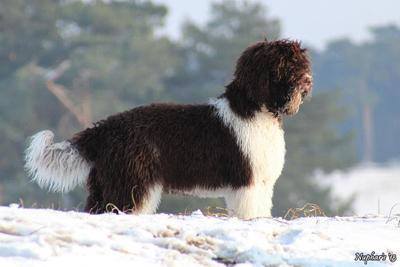 Barbet,Griffon d'Arret a Poil Laineux