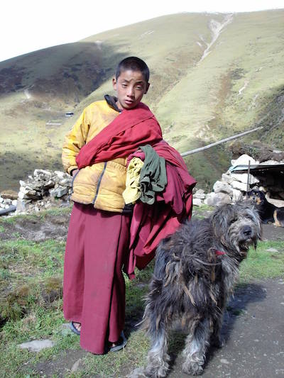 Tibetan Terrier,Tsang Apso