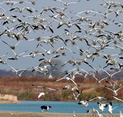 Border Collie,geese,Flyaway Geese