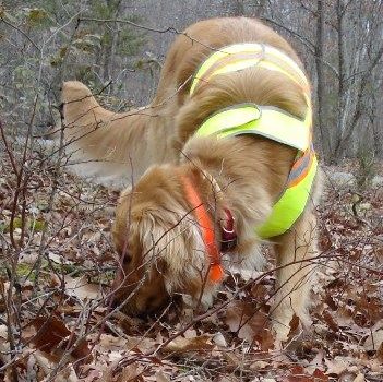 Cadaver dog,Pearl,Labrador Retriever,Bavarian Ripper