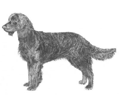 Rocker Fashion Tail,tail,American Water Spaniel,term, structure