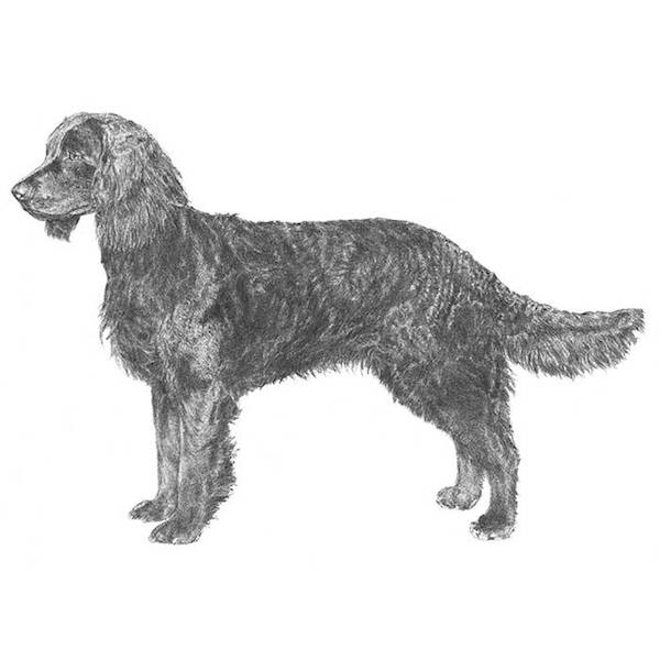 Rocker Fashion Tail,tail,American Water Spaniel,term, structure
