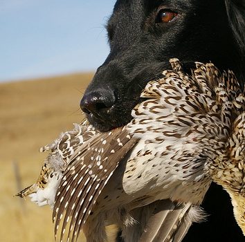 Boykin Spaniel,German Shorthaired Pointer,field trial,conformation show,Westminster Kennel Club Dog Show,AKC Pointing Breeds Gun Dog Championship,dual title,German Wirehaired Pointers,Brittany,Viszla