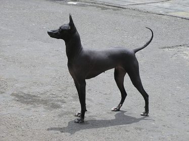 Naked Dog!