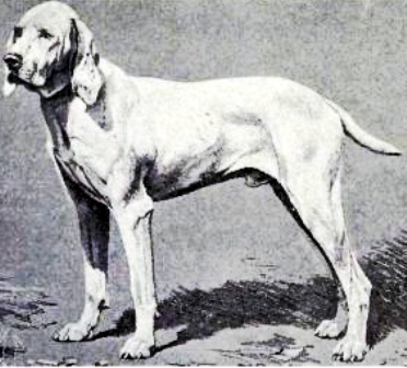 - National Purebred Dog Day®