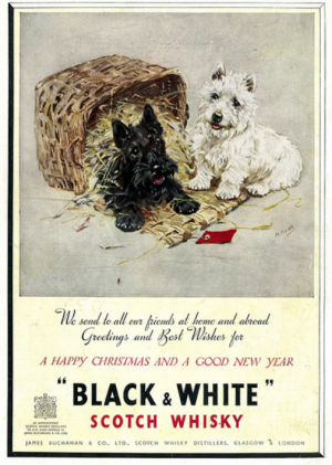 Scottish Terrier, West Highland White Terrier,Roseneath Terrier,Black and White Whiskey,White Scottish Terrier