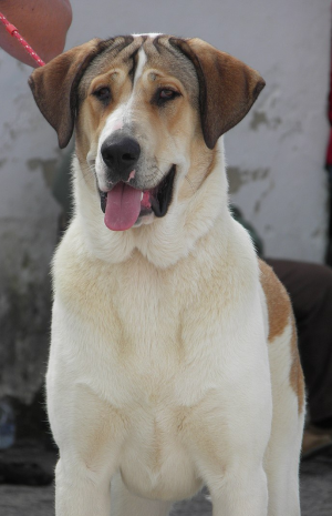 Transmontano Mastiff,Cão de Gado Transmontano,LGD, Livestock Guardian Dog