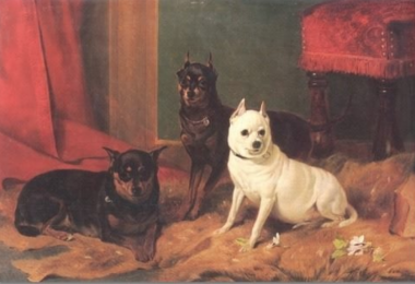 Manchester Terrier,Australian Terrier, German Hunting Terrier,Lancashire Heeler,Gentleman's Terrier