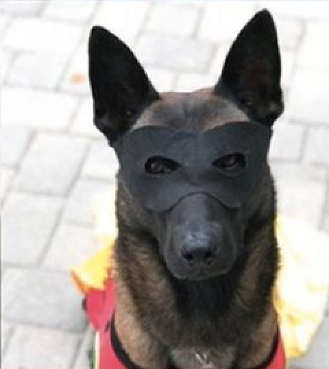 Jester,Belgian Malinois,Police Dog,K-9