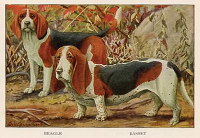pocket Beagle,bench leg Beagle,Old Virginia Bench-Legged Beagle,George Washington