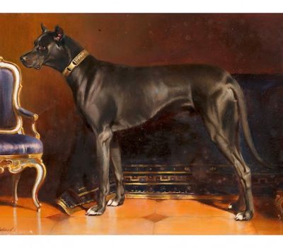 Dane,breeders, Siberian,Ulm Dog,Ulmer Mastiff
