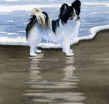 papillon,agility,sparkle