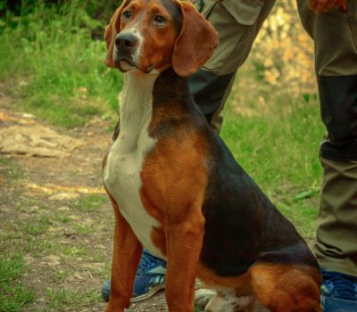 Serbian Tricolour Hound,Yugoslavian Tricolour Hound,Montenegrin Mountain Hound, Serbian Hound,