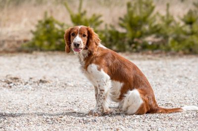 English Springer Spaniel, Welsh Cocker Spaniel,Field Spaniel, Welsh Springer Spaniel,Cocker Spaniel,Bede Maxwell
