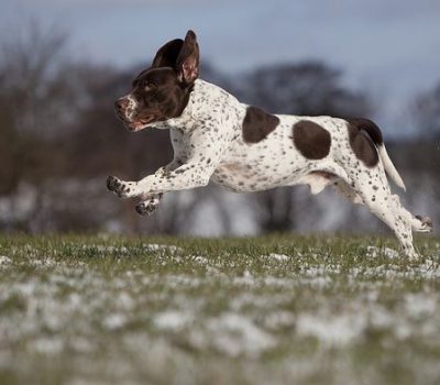 Old Danish Pointer,Gammel Dansk Honsehund, Old Danish Chicken Dog, Old Danish Bird Dog, Old Danish Pointing Dog, Altdanischer Huhnerhund, Ancien Chien d’Arret Danois, Bakhound Read more at: https://wagwalking.com/breed/old-danish-pointer