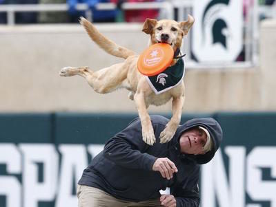 Labrador Retriever,mascot,disc dog,Zeke the Wonder Dog, Michigan State