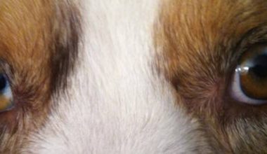 heterochromia iridis,split eyes,marbled eyes, Australian Shepherd