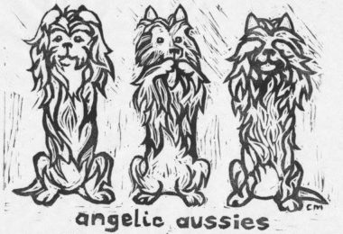 Australian Terrier,Cesky Terrier,