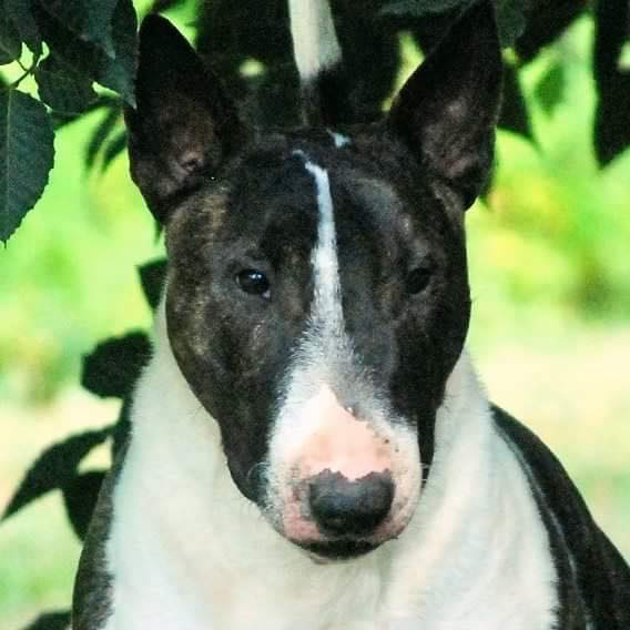 Bull terrier,color,standard,eyes,genetics
