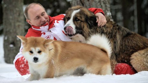 Labrador Retriever,Akita,Vladimir Putin,Gurbanguly Berdymukhammedov,Central Asian Shepherd