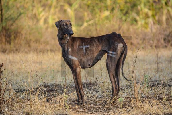 rampur hound dog images