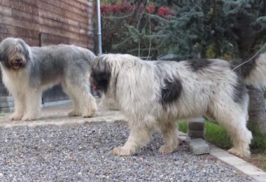 Romanian Mioritic Shepherd Dog