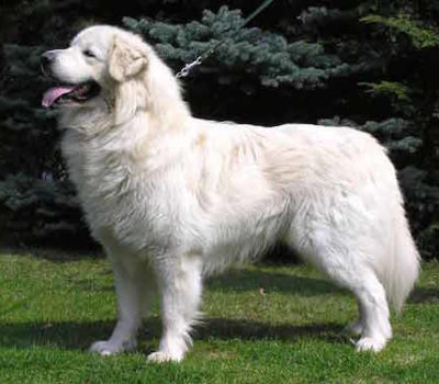 Livestock Guardian Dog,Komondor, Maremma Sheepdog, Great Pyrenees, Akbash Dog, Kuvasz, Polish Tatra Shepherd Dog,Slovenský Ćuvać,color,skin,pigmentation