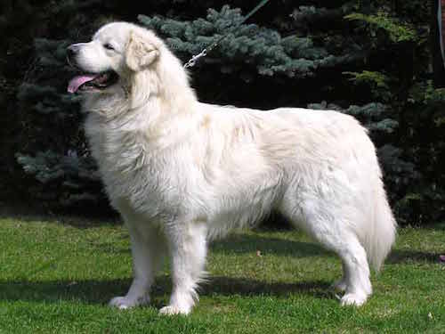 white maremma dog