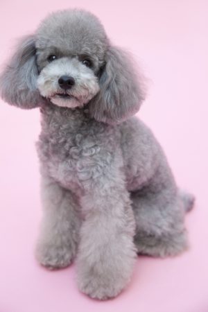 Yuri on Ice, anime,Poodles,TV
