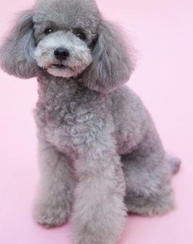 Yuri on Ice, anime,Poodles,TV