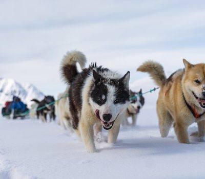 Greenland Dogs